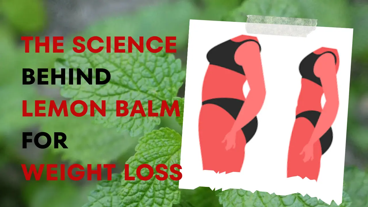 Read more about the article Lemon Balm For Weight Loss – Know The Science Behind